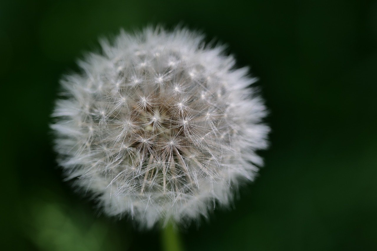 dandelion, seeds, flying seeds-8765755.jpg